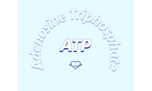 ATP有什么用？
